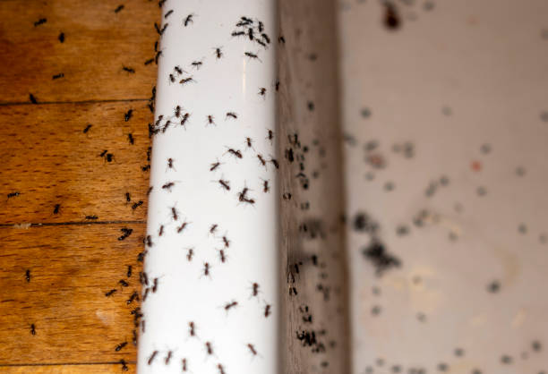 Best Pest Removal Services  in Arapahoe, NE